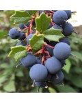 Berberis darwinii Compacta плоди